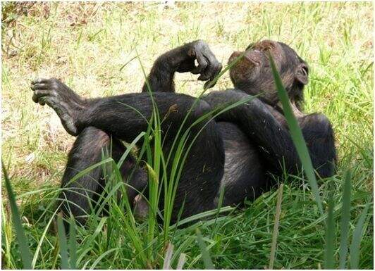 为什么自然界没有大量酒精供摄入 人类却进化出了可以分解酒精的酶?的图8